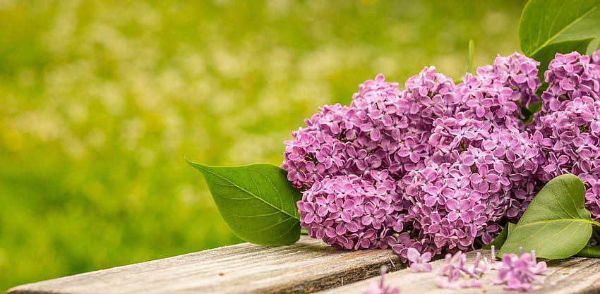 Flowers: Lilac Bouquet Purple Grass Life Wooden Table Lilas HD wallpaper