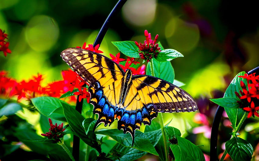 Beaux papillons dans la nature, types de papillons Fond d'écran HD