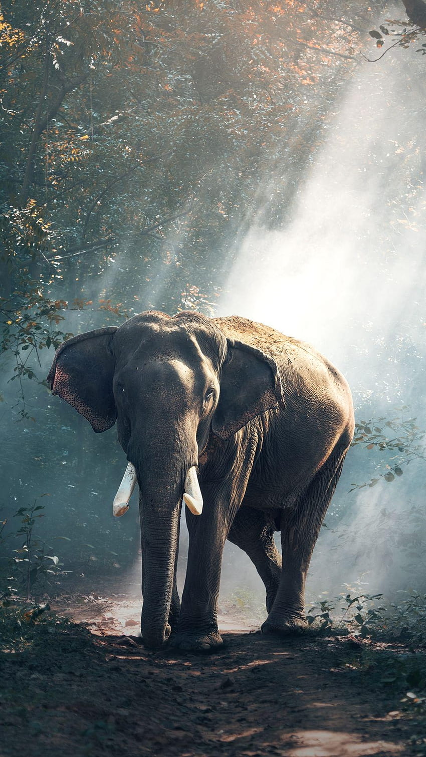 iPhone słoń indyjski Tapeta na telefon HD