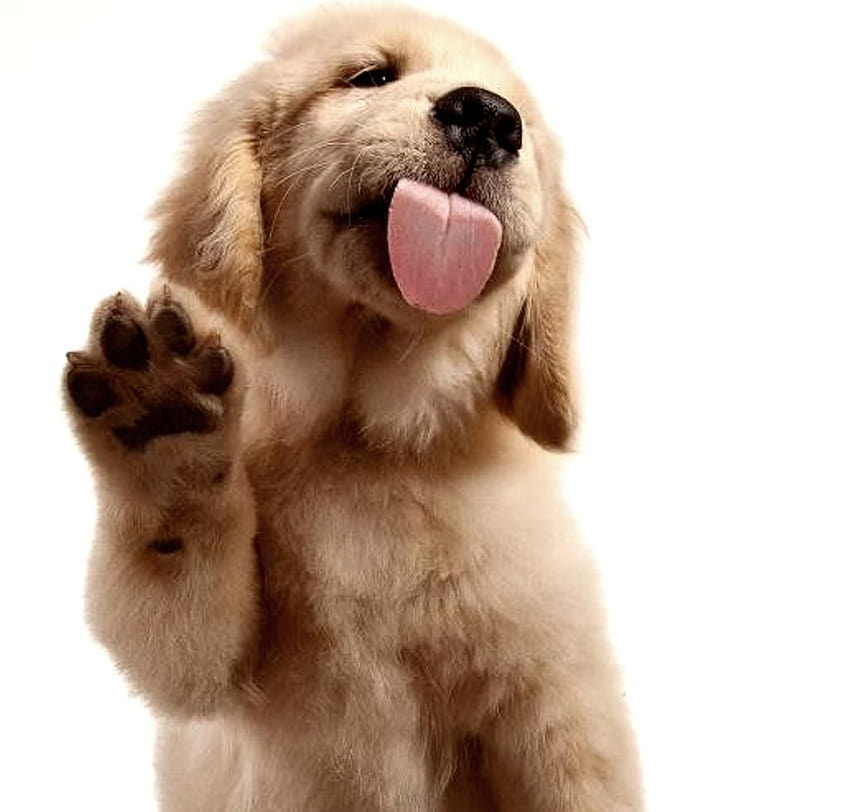 Golden Retriever Puppy, Menjilat Layar Anda Wallpaper HD