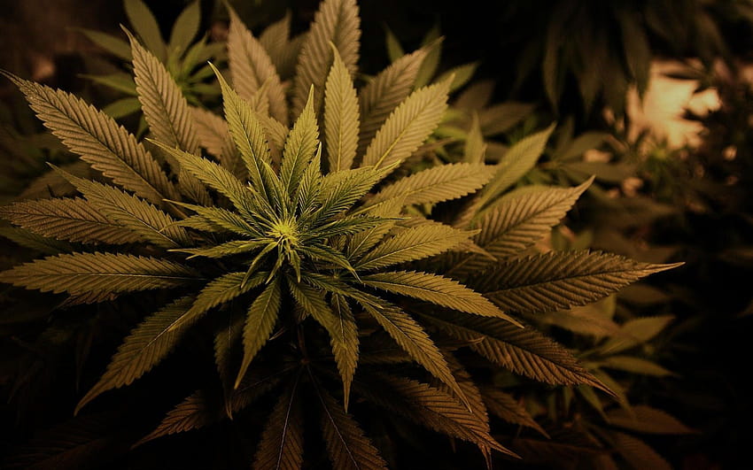 Marihuana's High, Hanf HD-Hintergrundbild