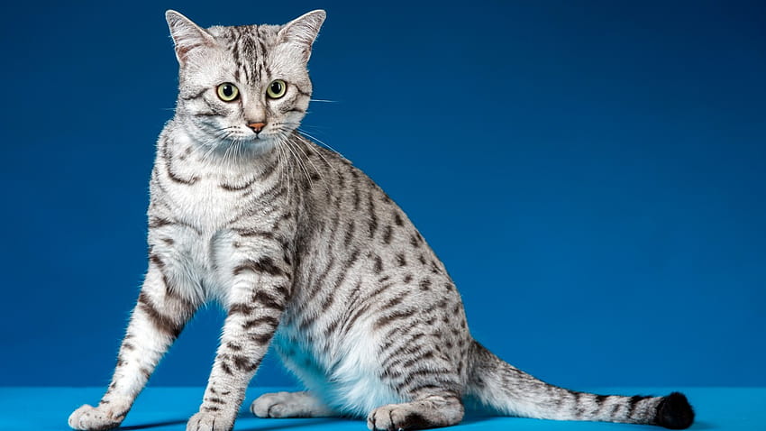 Longest and Shortest Living Cat Breeds – 24/7 Wall St, abyssinian egyptian mau mix HD wallpaper