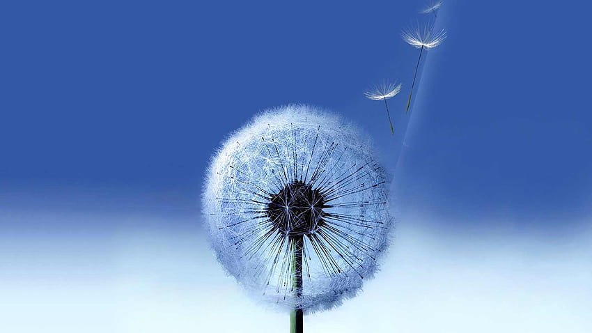 Flower Dandelion Wind Flying Seeds Motivating HD wallpaper