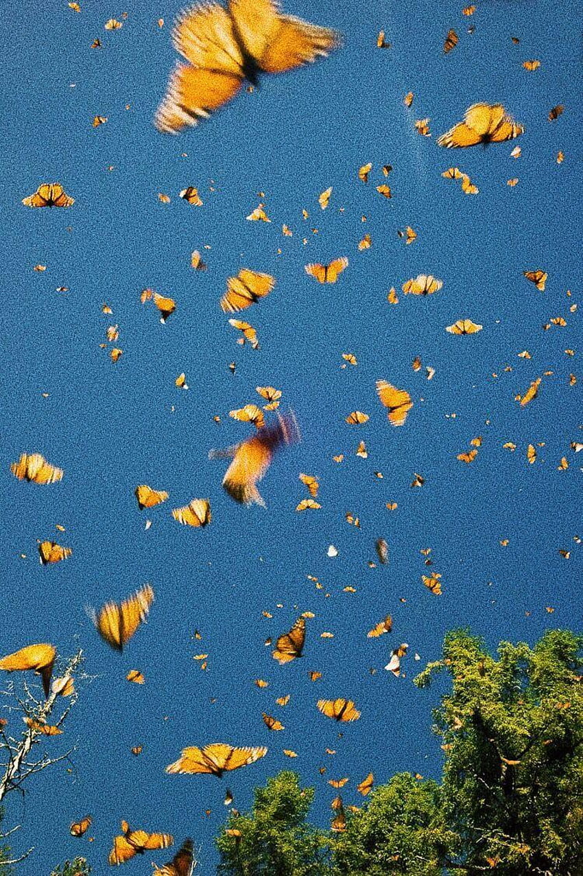 Aesthetic Butterfly, blue and yellow aesthetic HD phone wallpaper | Pxfuel