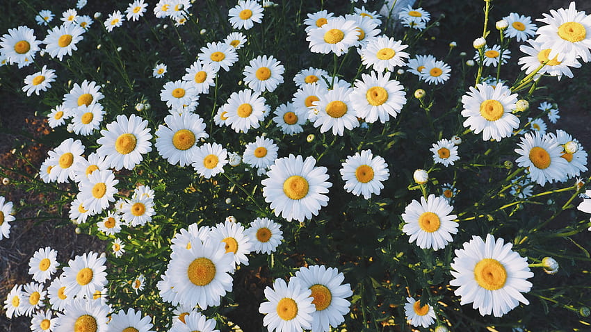 Daisy Laptop, aesthetic spring flowers laptop HD wallpaper