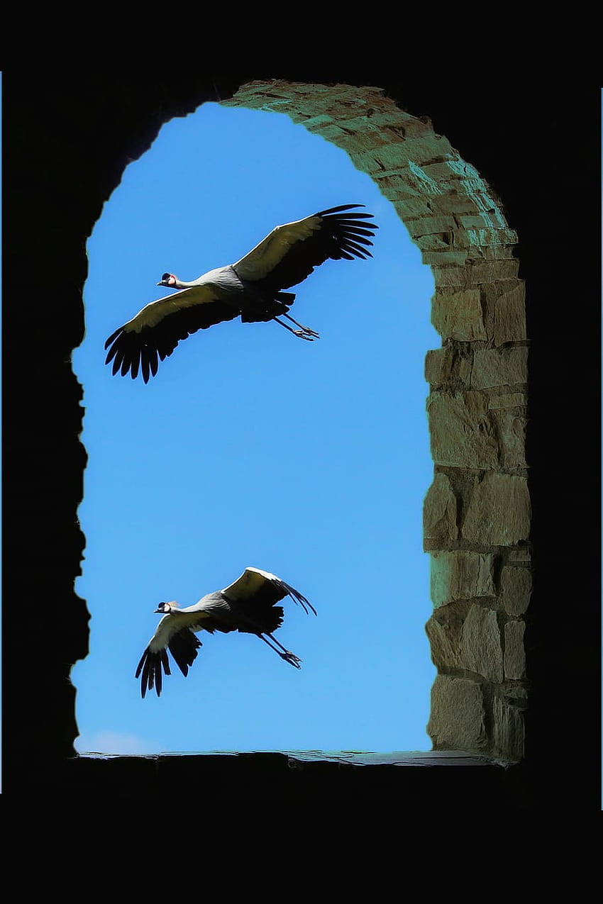 : crown cranes, flight, window, flying, birds, wall, migratory birds HD phone wallpaper