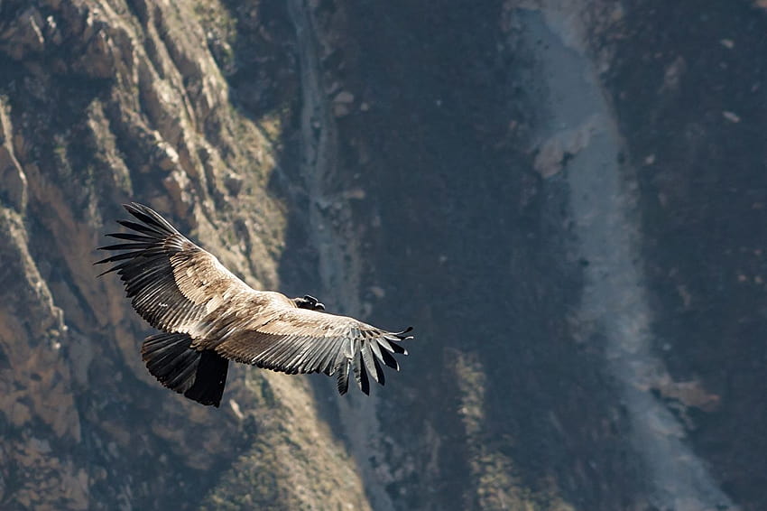 Gyps Birds Peru Condor, Raptor ...1zoom, andean condor HD wallpaper