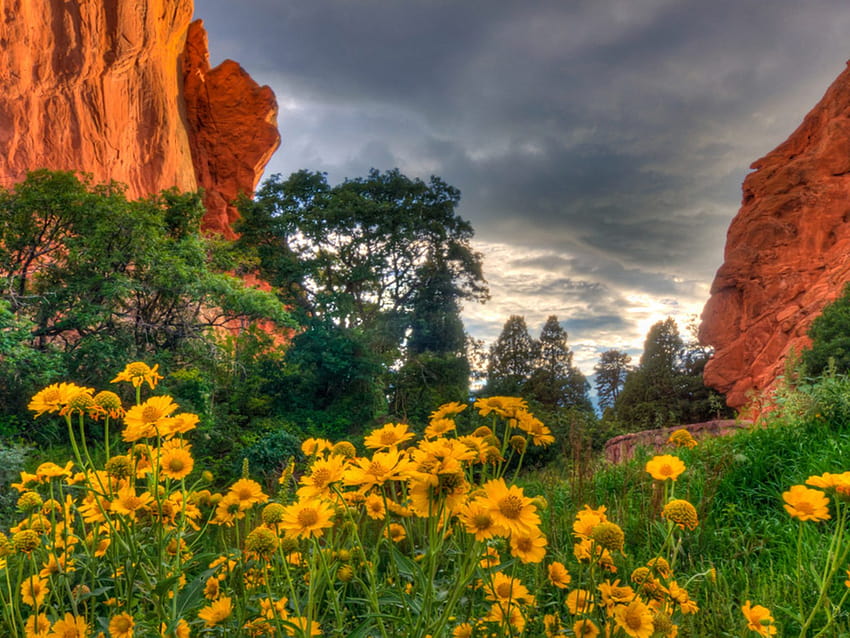 Spring Flowers In The Garden Of The Gods In Colorado Full Screen : 13 HD wallpaper