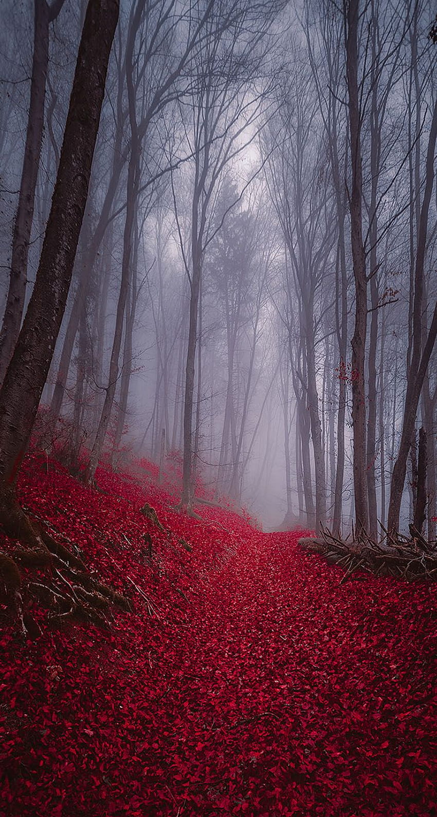 Мъглива мъглива есенна гора IPhone – Готини фонове, естетична мъглива гора HD тапет за телефон