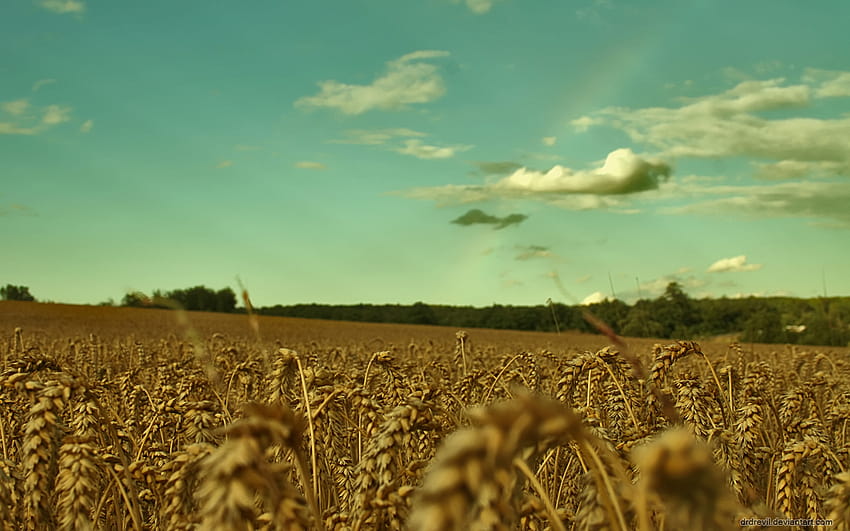 Felder, Weizen / und mobile Hintergründe HD-Hintergrundbild