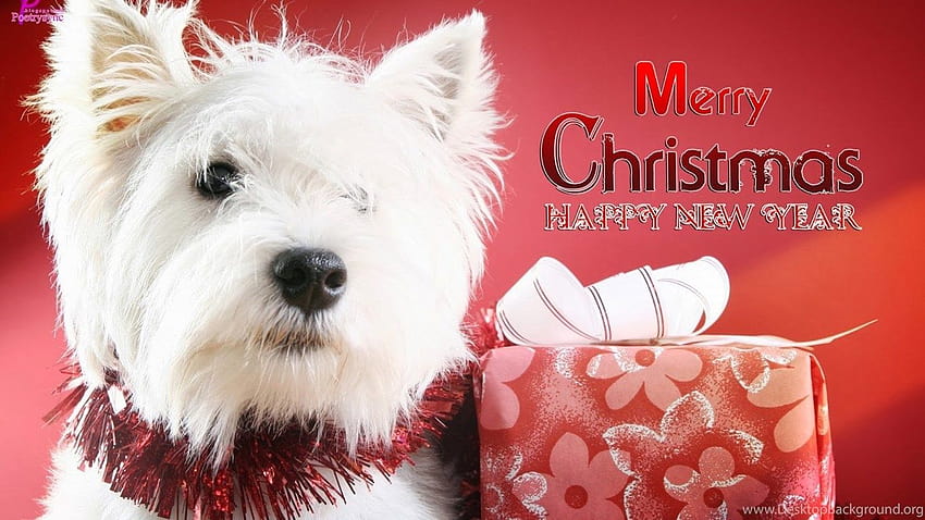Cute Merry Christmas Dogs Backgrounds, cute puppies christmas HD wallpaper