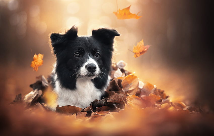 autumn, look, face, leaves, dog , section собаки, dogs autumn HD wallpaper