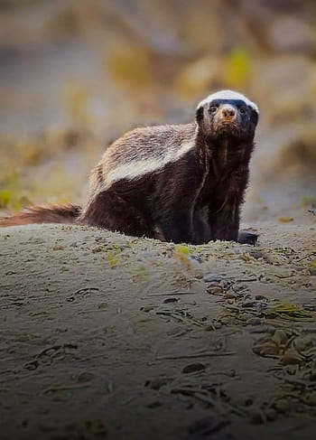 The honey badger HD wallpapers