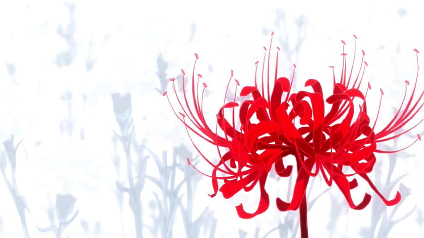 Spider Lily Significado Anime, estética higanbana fondo de pantalla