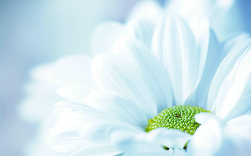 Fresh White Flower HD wallpaper