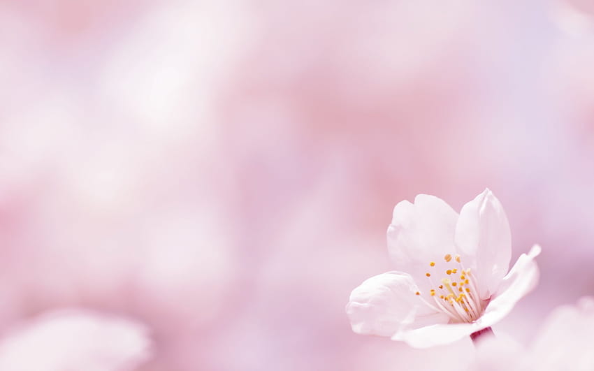 7 พื้นหลังดอกไม้สีชมพูแป้งสปริงที่สวยงาม วอลล์เปเปอร์ HD