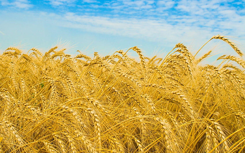 Cielo blu sopra il campo di grano pieno e sfondi, risaia Sfondo HD