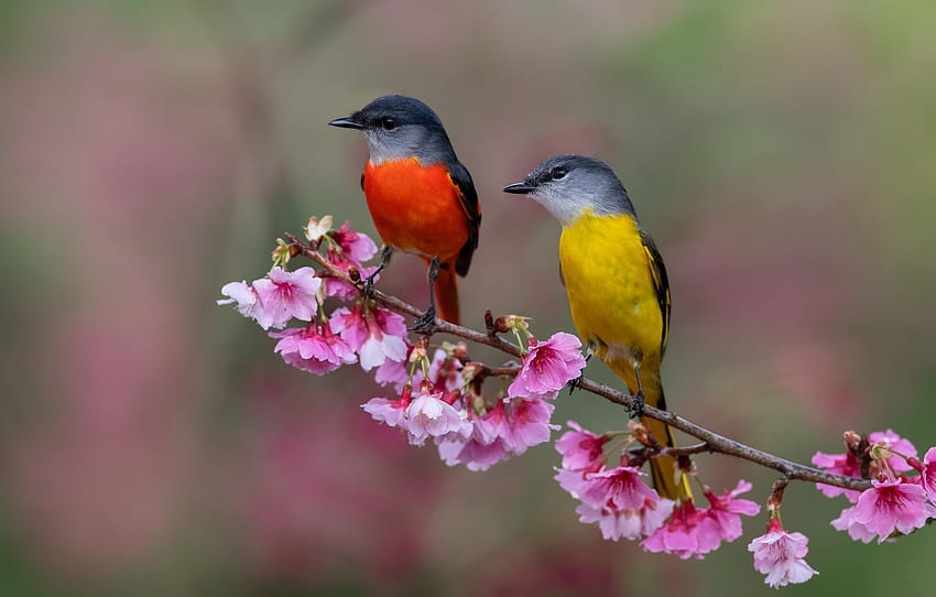flowers, birds, background, bright, two, branch, spring, pair, birds, a couple, Duo, red, flowering, yellow, caregory long, spring couples HD wallpaper