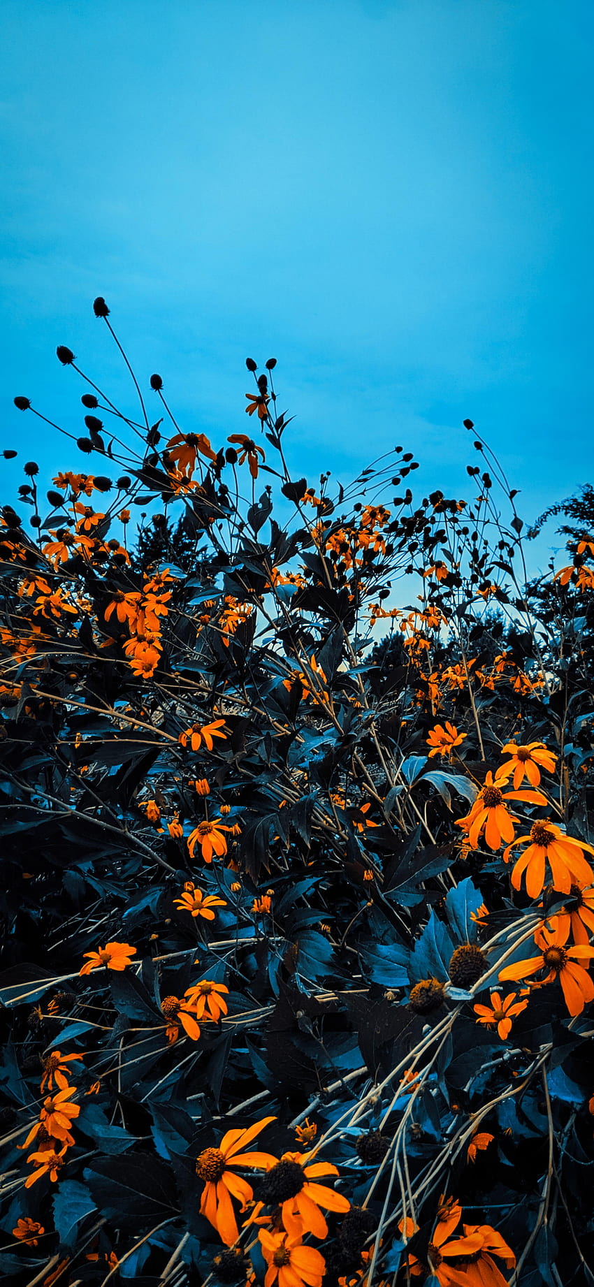 Autunno, autunno estetico vintage Sfondo del telefono HD