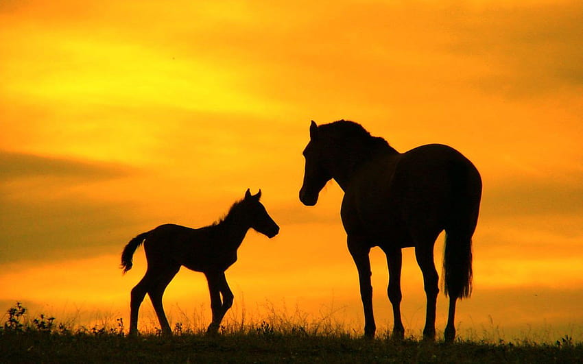 Horses » Blog Archive » Big And Small Horse Silhouette, horses at sunset HD wallpaper