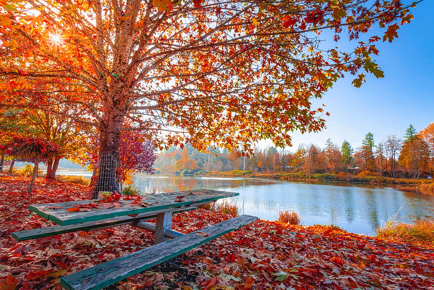 Folhas de outono vermelhas e alaranjadas no chão e nas árvores ao lado do corpo de água · Estoque, água de folha de outono papel de parede HD