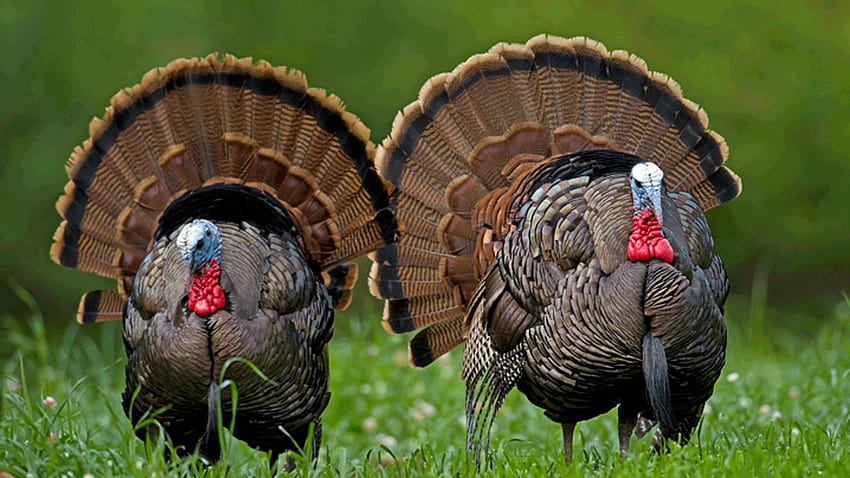 turkey ,wild turkey,domesticated turkey,turkey,bird,galliformes HD wallpaper