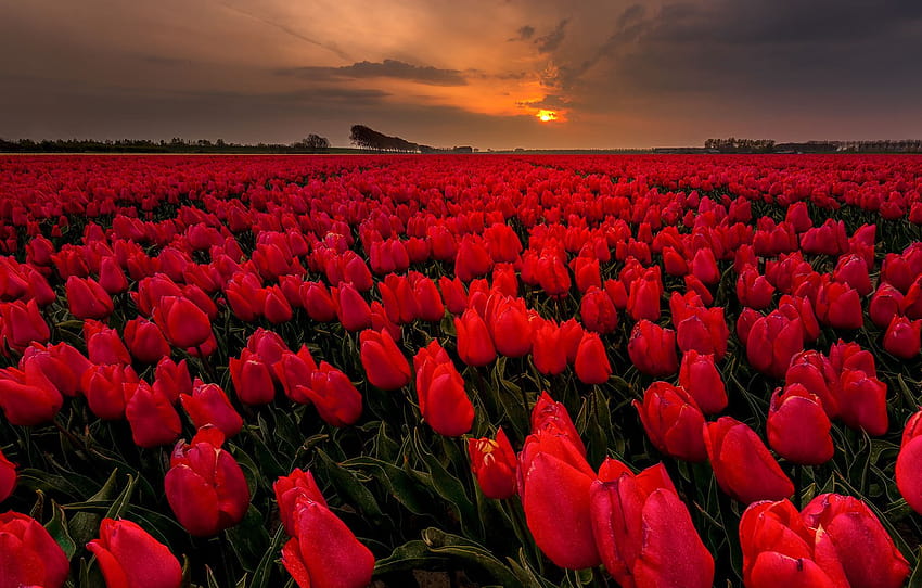 field, flowers, the evening, tulips , section цветы, rose field HD wallpaper