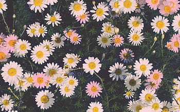spring wallpaper tumblr
