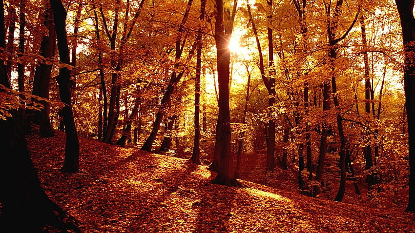 Fall Forest Wallpaper 74 pictures