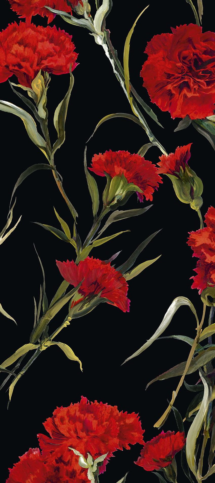 Dolce & Gabbana, red carnation HD phone wallpaper