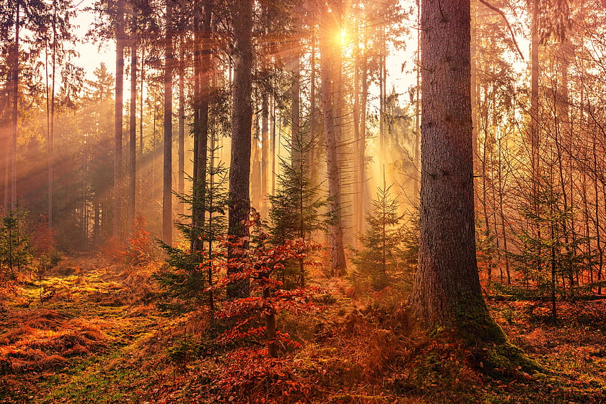 Autumn Sunbeams Forest Light Rays , Nature, Backgrounds, and, autumn forests HD wallpaper
