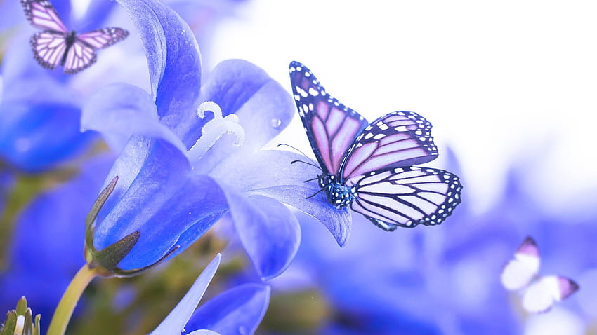 The magic created by butterflies, magic moments HD wallpaper