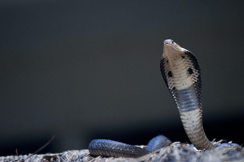 Severed Snake Heads Can Still Bite, spitting cobra HD wallpaper