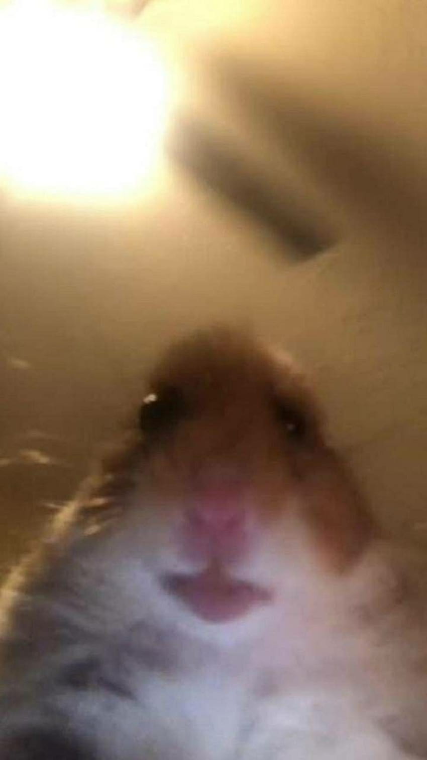 Meme Hamster wallpaper ponsel HD