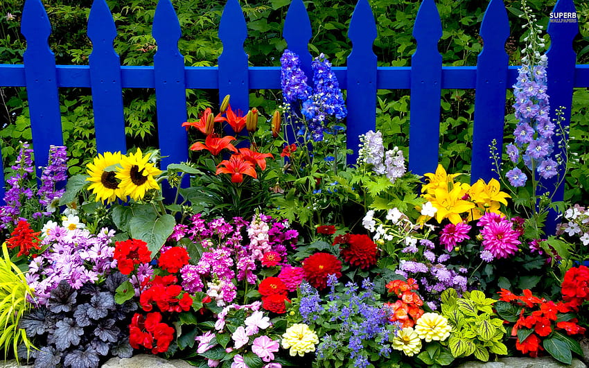 Sommerblumen 1920x1200 71955 UP, Sommergarten HD-Hintergrundbild
