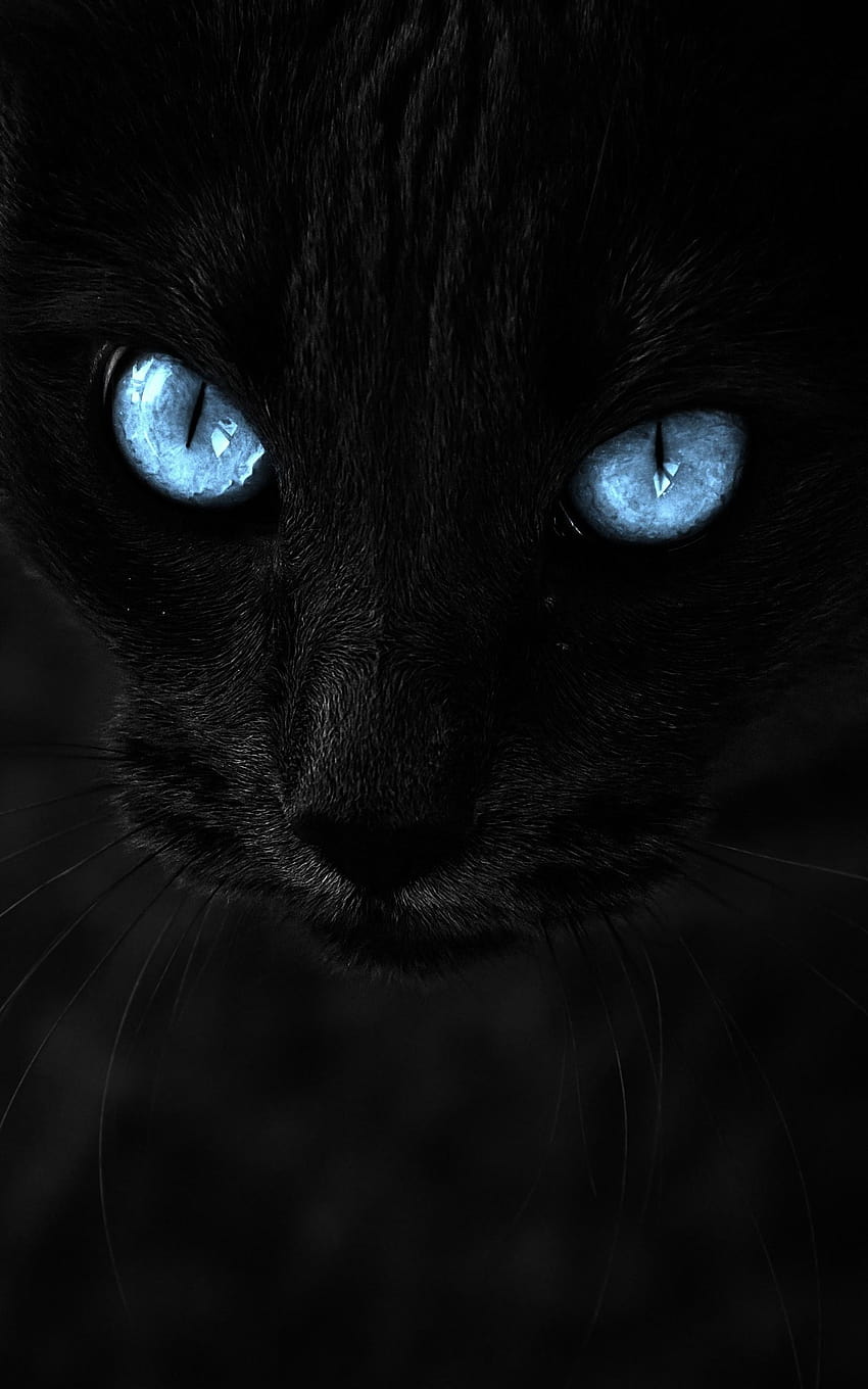 1600x2560 Black Cat, Blue Eyes, Close, blue eyes cat HD phone wallpaper