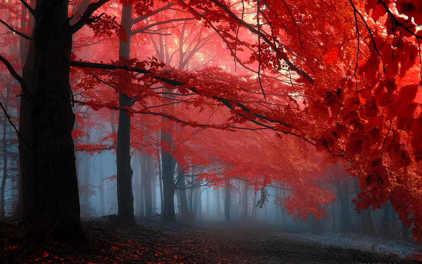 Red Leaves, autumn memories HD wallpaper