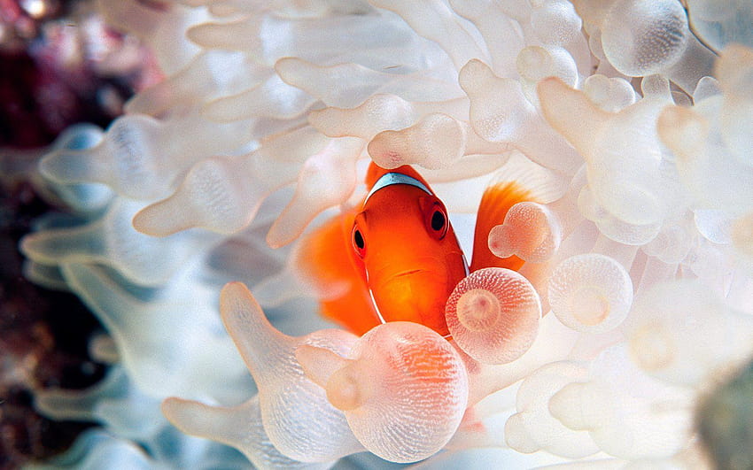 Clownfish and sea anemone tentacles 15801 HD wallpaper
