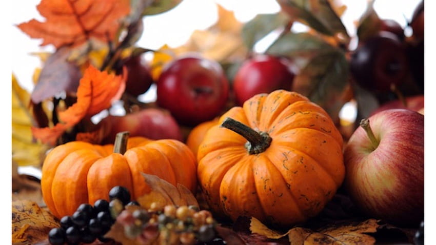 Fall Backgrounds With Pumpkins, thanksgiving day pumpkin HD wallpaper ...