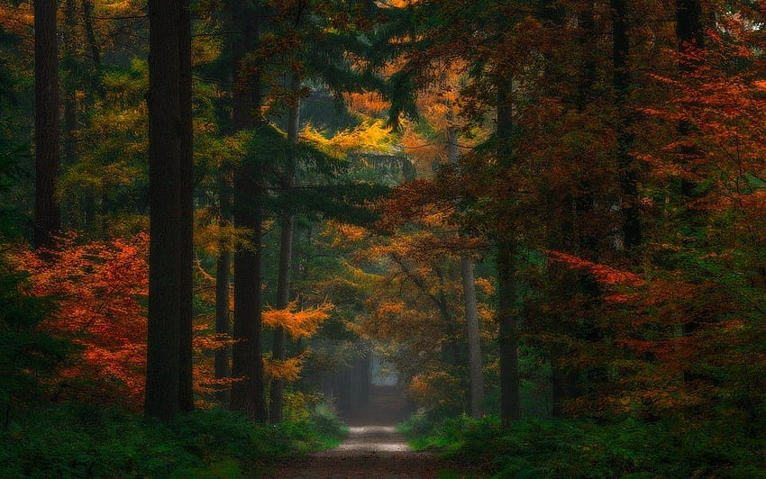 природа, пейзаж, гора, приказка, есен, пътека, дървета, черен път, приказка HD тапет