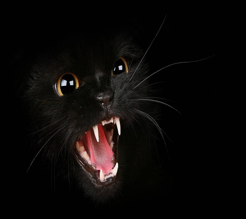 Angry Black Cat por _LuCkyman_, gato irritado papel de parede HD