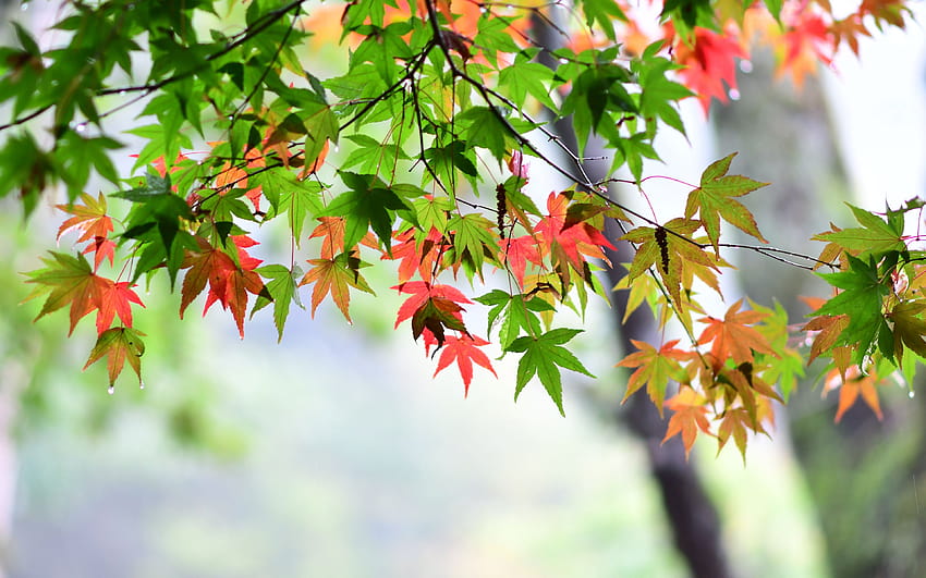 Maple Leaf, Folhas, Primavera, ... papel de parede HD