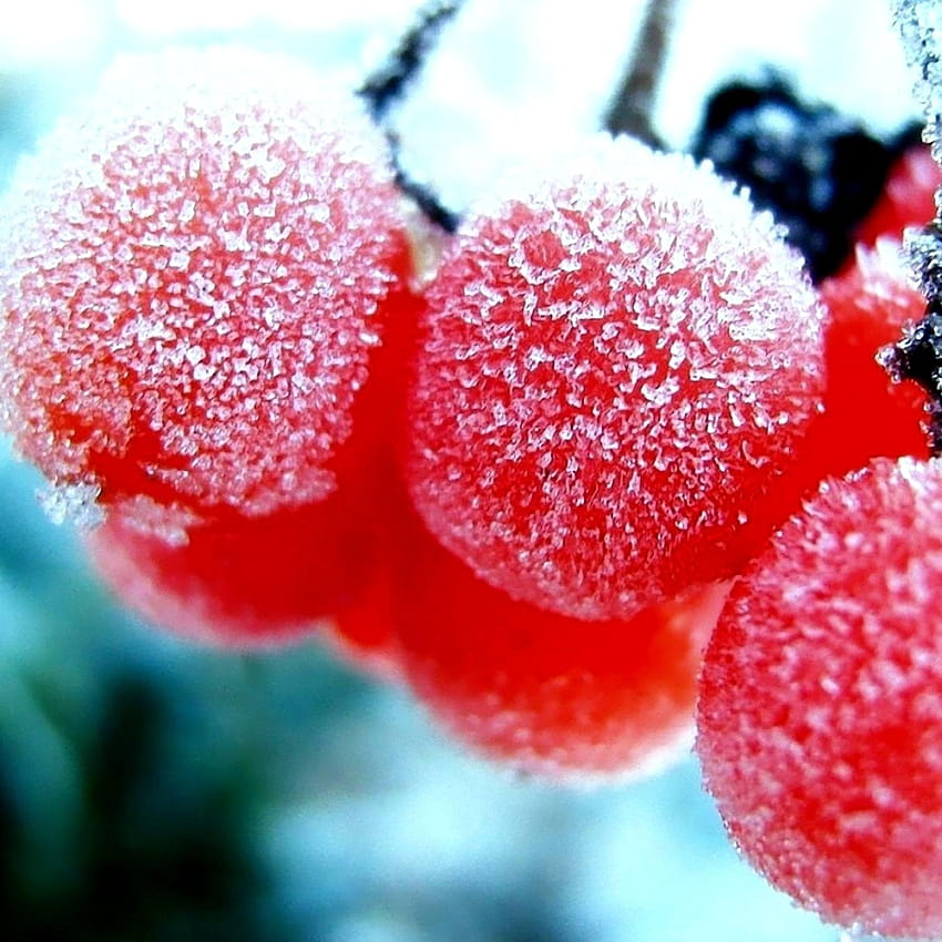 3D red frozen cranberries, cranberry winter HD phone wallpaper