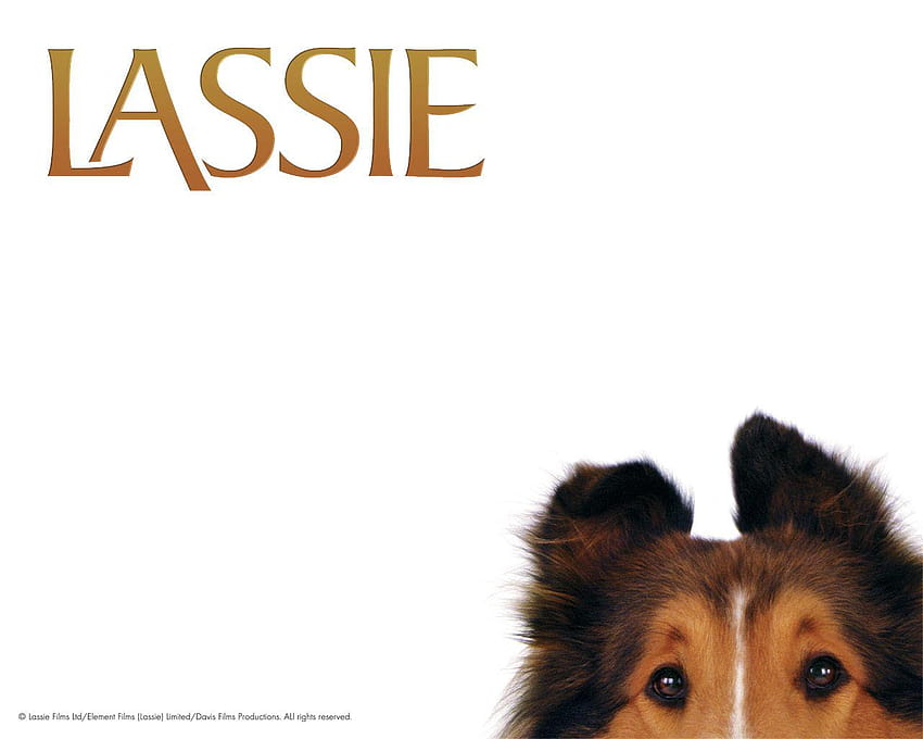 Lassie At Ist Lassie Tv Show Hd Wallpaper Pxfuel