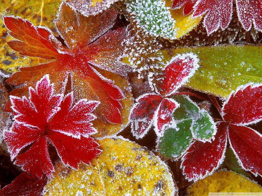 Frosty Leaves ❤ untuk Ultra TV • Daun musim gugur yang lebar dan beku Wallpaper HD