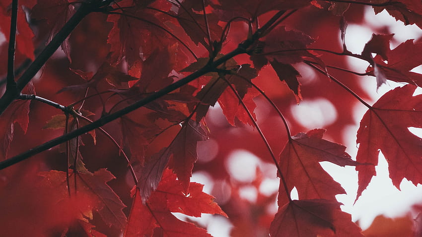 Leaves, Autumn, Red, Blur, autumn leaves blurry HD wallpaper | Pxfuel
