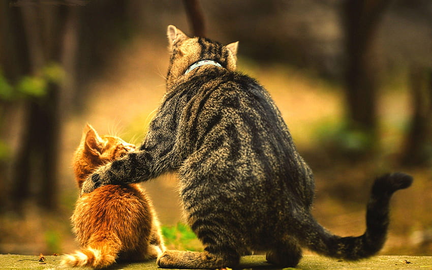 Father cat and son, father and son HD wallpaper