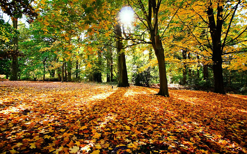 Autumn Fallen Leaves, daun musim gugur jatuh Wallpaper HD