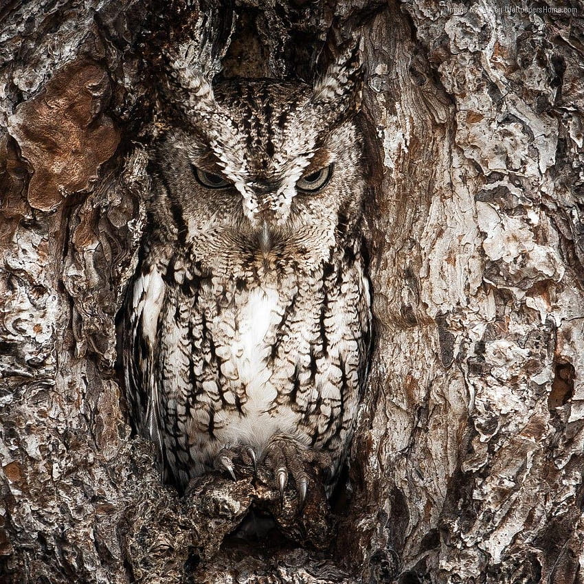 National Geographic, , Owl, Hidden, Tree, arcteryx HD phone wallpaper