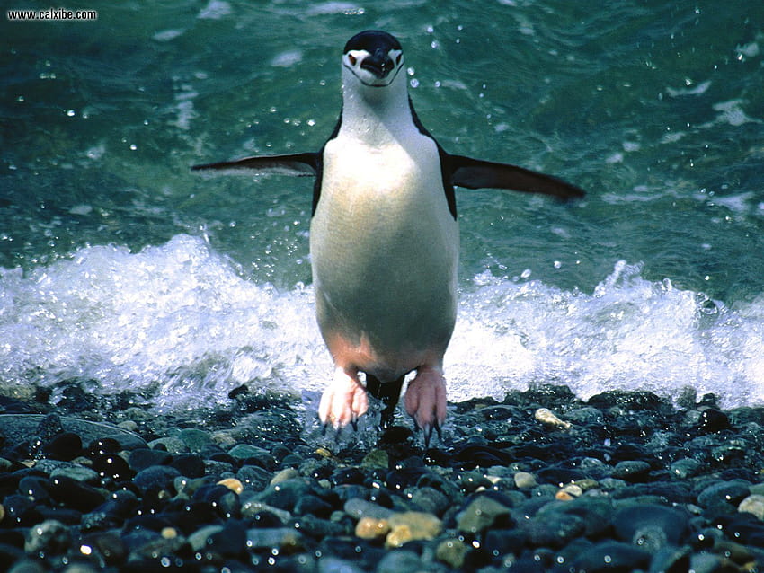 Animals: Making An Entrance Chinstrap Penguin, nr. 15240 HD wallpaper